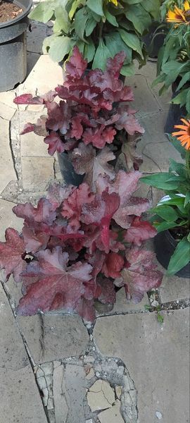 Гейхера "Вена", Heuchera World Caffe Vienna С3 V66687 фото