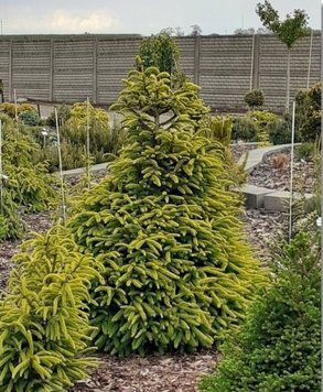 Ель обыкновенная Акрокона Голден. (Picea abies Acrocona Golden) С5 CS2071 фото