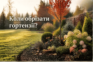 Коли обрізати гортензії: восени чи навесні та які види не варто обрізати фото