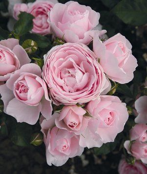 Троянда Ганс Гоневейн Роуз. (Hans Gonewein Rose) Флорібунда CS0944 фото