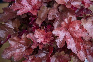 Гейхера "Вена", Heuchera World Caffe Vienna С3 V66687 фото
