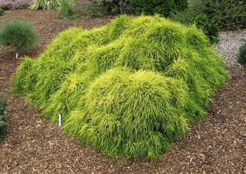 Кипарисовик горохоплодный Санголд. (Chamaecyparis pisifera Sungold) С5 CS2171 фото