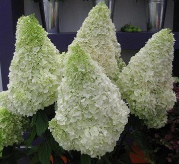 Гортензія волотиста Полар Бір. (Hydrangea paniculata Polar Bear) ШТАМБ CS2674 фото