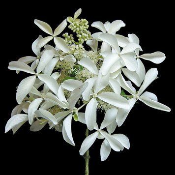 Гортензия метельчатая Грейт Стар. (Hydrangea paniculata Great Star&reg;/ Le Vasterial) С10, 6-летка CS2724 фото