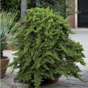 Ялівець прокумбенс Нана. (Juniperus procumbens Nana) С3 CS2221 фото