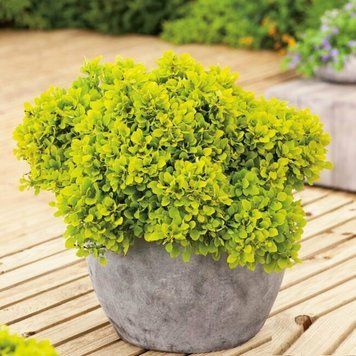 Барбарис Тунберга Голден Зверг. (Berberis thunbergii Golden Zwerg) р9 CS2524 фото