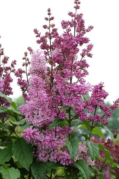 Сирень престон Минует. (Syringa prestoniae Minuet) CS2974 фото