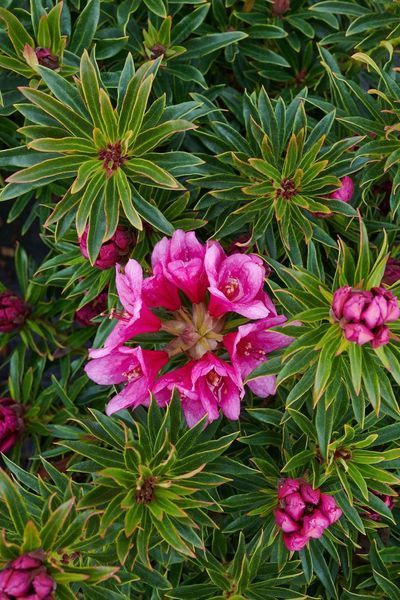 Рододендрон Grazeasy Dark Pink C12 H50-60см (Rhododendron Grazeasy Dark Pink)