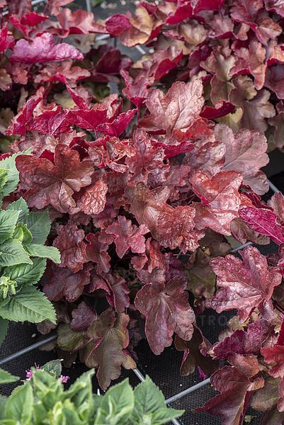 Гейхера "Вена", Heuchera World Caffe Vienna С3 V66687 фото