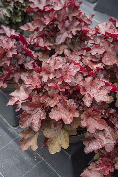 Гейхера "Вена", Heuchera World Caffe Vienna С3 V66687 фото
