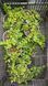 Вербейник монетчатий &laquo;Aurea&raquo; (Lysimachia nummularia 'Aurea') Р12 V10105 фото 3