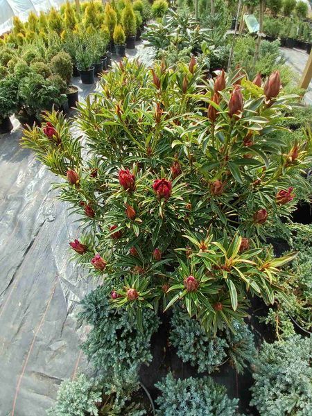Рододендрон Grazeasy Dark Pink C12 H50-60см (Rhododendron Grazeasy Dark Pink)
