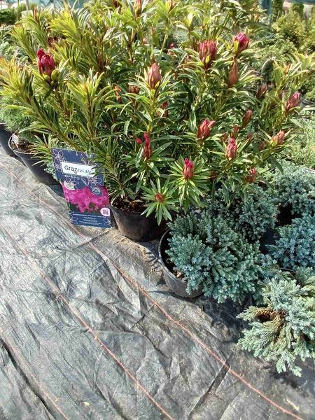 Рододендрон Grazeasy Dark Pink C12 H50-60см (Rhododendron Grazeasy Dark Pink)