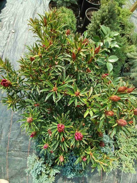 Рододендрон Grazeasy Dark Pink C12 H50-60см (Rhododendron Grazeasy Dark Pink)