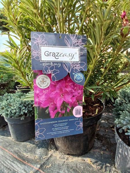 Рододендрон Grazeasy Dark Pink C12 H50-60см (Rhododendron Grazeasy Dark Pink)