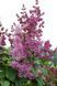 Сирень престон Минует. (Syringa prestoniae Minuet) CS2974 фото 4