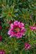 Рододендрон Grazeasy Dark Pink C12 H50-60см (Rhododendron Grazeasy Dark Pink)  V01745 фото 4