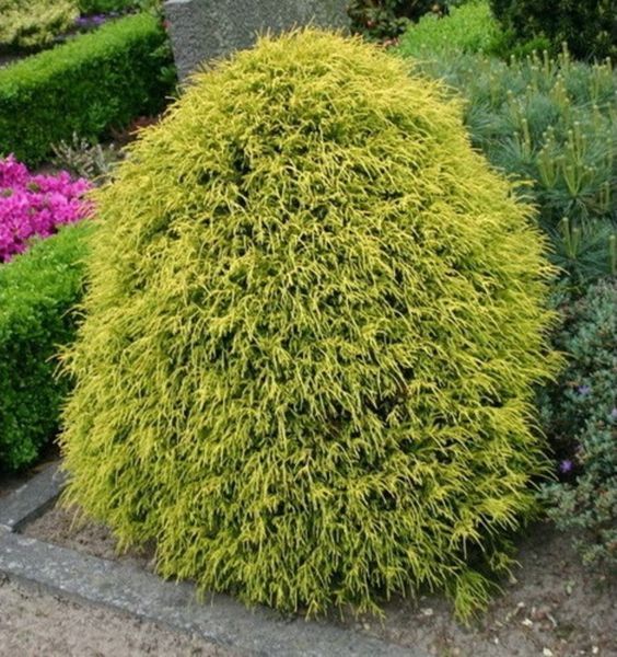 Кіпарисовик горохоплідний Санголд. (Chamaecyparis pisifera Sungold) С5 CS2171 фото
