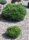 Сосна черная &ndash; Pinus nigra Brepo (диаметр D 25-35 см, контейнер 10л) CS2321 фото 1