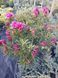 Рододендрон Grazeasy Dark Pink C12 H50-60см (Rhododendron Grazeasy Dark Pink)  V01745 фото 13