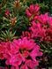 Рододендрон Grazeasy Dark Pink C12 H50-60см (Rhododendron Grazeasy Dark Pink)  V01745 фото 1