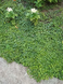 Вербейник монетчатий &laquo;Aurea&raquo; (Lysimachia nummularia 'Aurea') Р12 V10105 фото 2