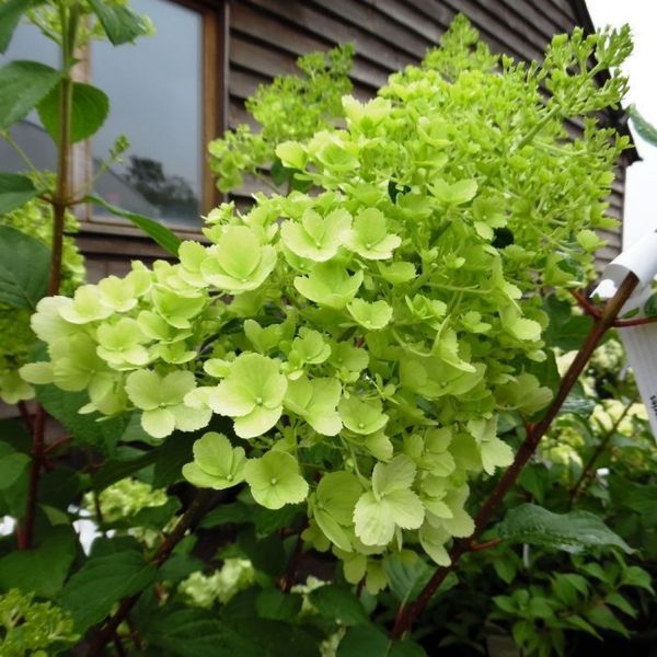 Гортензія волотиста Полар Бір. (Hydrangea paniculata Polar Bear) ШТАМБ CS2674 фото