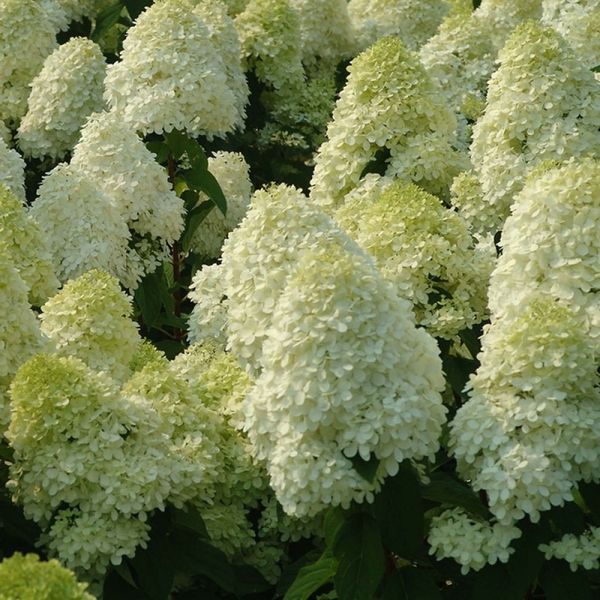 Гортензія волотиста Полар Бір. (Hydrangea paniculata Polar Bear) ШТАМБ CS2674 фото