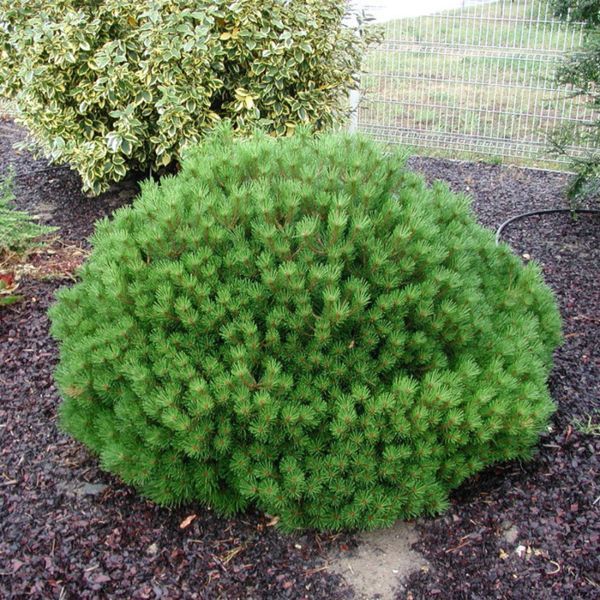Сосна черная &ndash; Pinus nigra Brepo (диаметр D 25-35 см, контейнер 10л) CS2321 фото