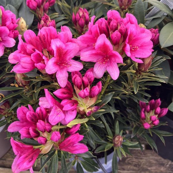 Рододендрон Grazeasy Dark Pink C12 H50-60см (Rhododendron Grazeasy Dark Pink)
