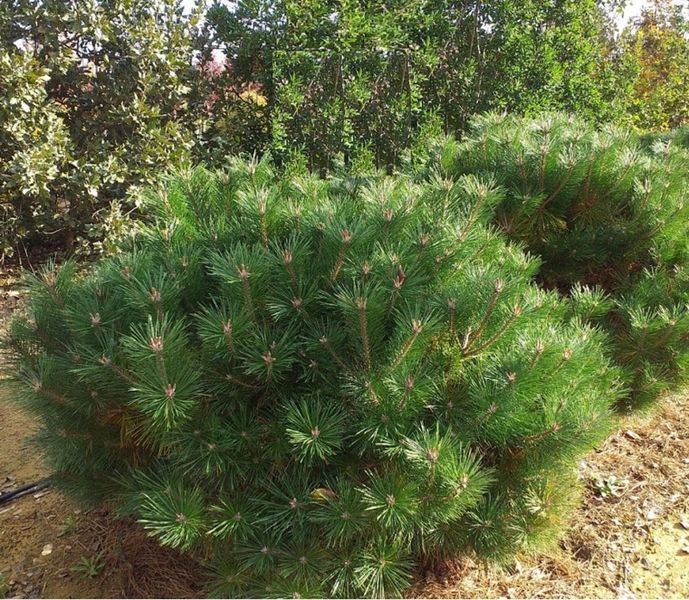 Сосна черная &ndash; Pinus nigra Brepo (диаметр D 25-35 см, контейнер 10л) CS2321 фото