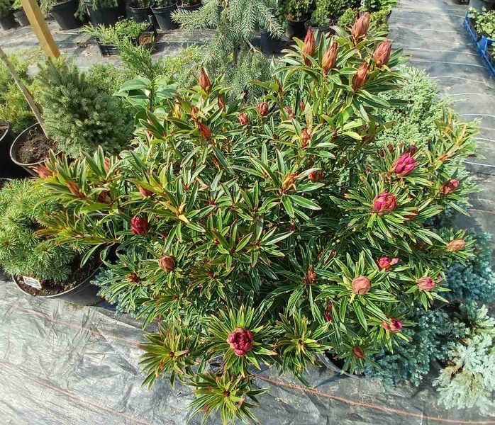 Рододендрон Grazeasy Dark Pink C12 H50-60см (Rhododendron Grazeasy Dark Pink)
