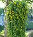 Вербейник монетчатий &laquo;Aurea&raquo; (Lysimachia nummularia 'Aurea') Р12 V10105 фото 1
