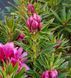 Рододендрон Grazeasy Dark Pink C12 H50-60см (Rhododendron Grazeasy Dark Pink)  V01745 фото 2