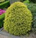 Кіпарисовик горохоплідний Санголд. (Chamaecyparis pisifera Sungold) С5 CS2171 фото 3