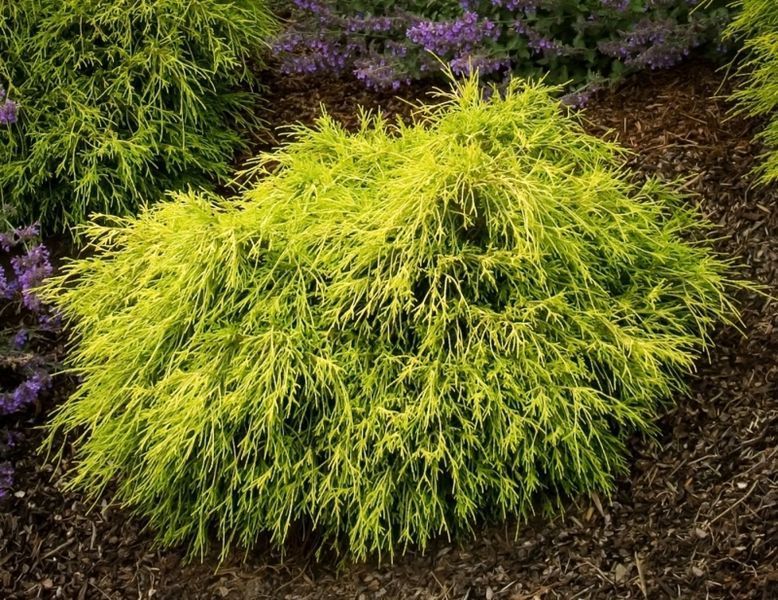 Кіпарисовик горохоплідний Санголд. (Chamaecyparis pisifera Sungold) С5 CS2171 фото