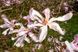 Магнолия гибридная Орхид. (Magnolia Orchid) C10 CS2874 фото 2