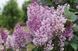 Сирень престон Минует. (Syringa prestoniae Minuet) CS2974 фото 3