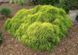 Кіпарисовик горохоплідний Санголд. (Chamaecyparis pisifera Sungold) С5 CS2171 фото 1