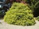 Кіпарисовик горохоплідний Санголд. (Chamaecyparis pisifera Sungold) С5 CS2171 фото 4