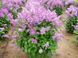 Сирень престон Минует. (Syringa prestoniae Minuet) CS2974 фото 2