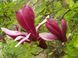 Магнолия гибридная Орхид. (Magnolia Orchid) C10 CS2874 фото 3