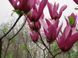 Магнолия гибридная Орхид. (Magnolia Orchid) C10 CS2874 фото 4