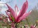 Магнолия гибридная Орхид. (Magnolia Orchid) C10 CS2874 фото 5