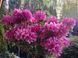 Рододендрон Grazeasy Dark Pink C12 H50-60см (Rhododendron Grazeasy Dark Pink)  V01745 фото 16