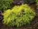 Кіпарисовик горохоплідний Санголд. (Chamaecyparis pisifera Sungold) С5 CS2171 фото 2