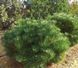 Сосна черная &ndash; Pinus nigra Brepo (диаметр D 25-35 см, контейнер 10л) CS2321 фото 2