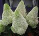 Гортензія волотиста Полар Бір. (Hydrangea paniculata Polar Bear) ШТАМБ CS2674 фото 1