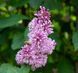 Сирень престон Минует. (Syringa prestoniae Minuet) CS2974 фото 1
