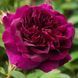 Троянда Дарсі Бассел. (Darcey Bussell) АНГЛ. CS0294 фото 1